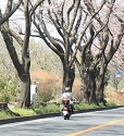 バイクで桜並木