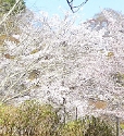 レンタルバイクで吉野の桜を